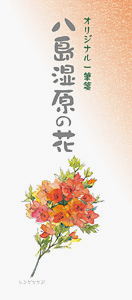 八島湿原の花Ⅲ